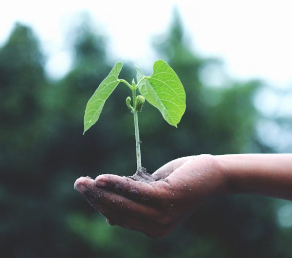 pexels-photo-1072824-1072824 A young sapling held in hands symbolizes growth and sustainability.